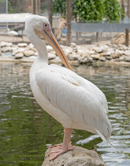 portrait of a beautiful Pelican
