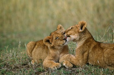 Fototapeta na wymiar AFRICAN LION panthera leo, CUB LICKING, KENYA