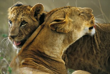 AFRICAN LION panthera leo, MOTHER WITH CUB, LICKING, KENYA