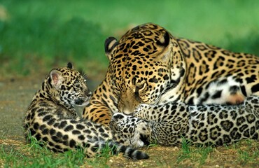 JAGUAR panthera onca, MOTHER WITH CUB