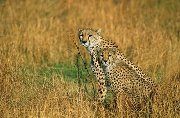 CHEETAH acinonyx jubatus, MOTHER WITH CUB SITTING ON DRY GRASS, KENYA