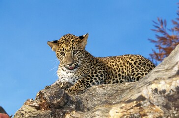 LEOPARD panthera pardus, CUB STANDING ON TREE TRUNK