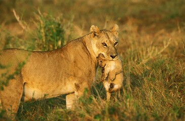 AFRICAN LION panthera leo, MOTHER CARRYING CUB, KENYA
