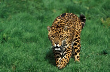 JAGUAR panthera onca, MALE WALKING ON GRASS © slowmotiongli