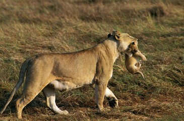 AFRICAN LION panthera leo, MOTHER CARRYING CUB, KENYA