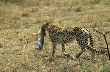 CHEETAH acinonyx jubatus, ADULT WITH A RABBIT KILL, MASAI MARA PARK IN KENYA