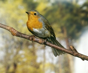 EUROPEAN ROBIN erithacus rubecula, ADULT STANDING ON BRANCH