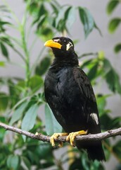 HILL MYNAH gracula religiosa, ADULT STANDING ON BRANCH
