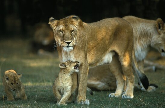 AFRICAN LION panthera leo, MOTHER WITH CUB