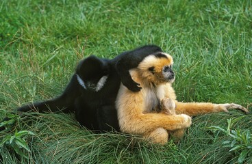 Obraz premium CONCOLOR GIBBON OR WHITE CHEEKED GIBBON hylobates concolor, PAIR WITH YOUNG