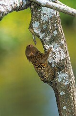 PYGMY MARMOSET callithrix pygmaea, ADULT STANDING ON BRANCH