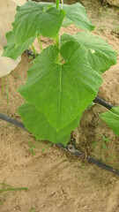 Cucumber leaf (eligible for image processing )
Camera: Canon DIGITAL IXUS 75