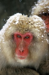 JAPANESE MACAQUE macaca fuscata, PORTRAIT OF ADULT COVERED IN SNOW, HOKKAIDO ISLAND IN JAPAN