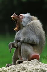 HAMADRYAS BABOON papio hamadryas, MALE YAWNING