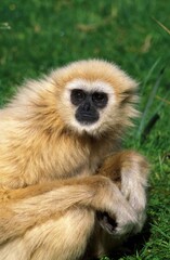 WHITE-HANDED GIBBON hylobates lar, PORTRAIT OF FEMALE