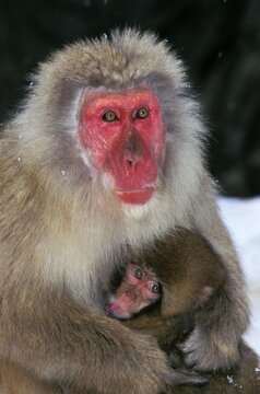 JAPANESE MACAQUE macaca fuscata, MOTHER WITH YOUNG, HOKKAIDO ISLAND IN JAPAN