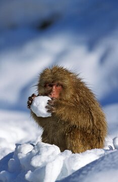 JAPANESE MACAQUE macaca fuscata, ADULT PLAYING WITH SNOW BALL, HOKKAIDO ISLAND IN JAPAN