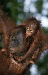 ORANG UTAN pongo pygmaeus, MOTHER WITH BABY ON ITS HEAD, BORNEO