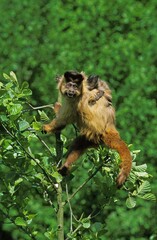 BLACK CAPPED CAPUCHIN cebus apella, MOTHER CARRYING BABY ON ITS BACK