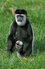 BLACK AND WHITE COLOMBUS MONKEY colobus guereza, MOTHER WITH YOUNG