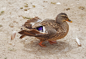 big beautiful duck in the zoo