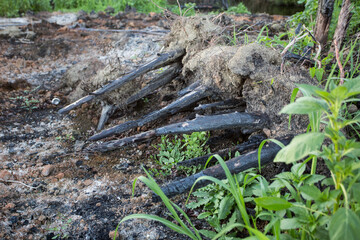 Ashes: after massive fire destruction...and the nature starts to live again