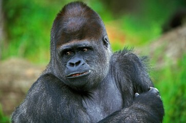 Obraz premium EASTERN LOWLAND GORILLA gorilla gorilla graueri, PORTRAIT OF MALE