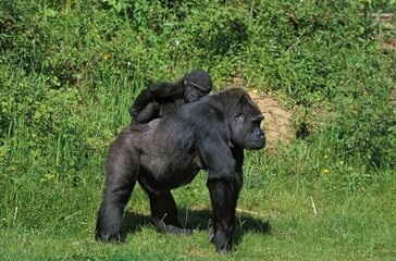 EASTERN LOWLAND GORILLA gorilla gorilla graueri, MOTHER CARRYING YOUNG ON ITS BACK © slowmotiongli