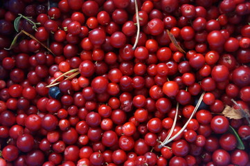berries in a bowl, 