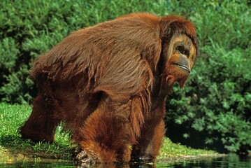 ORANG UTAN pongo pygmaeus, MALE STANDING NEAR WATER