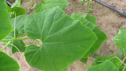 Cucumber leaf (eligible for image processing )
Camera: Canon DIGITAL IXUS 75