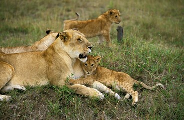 Fototapeta na wymiar AFRICAN LION panthera leo, MOTHER WITH CUB, KENYA