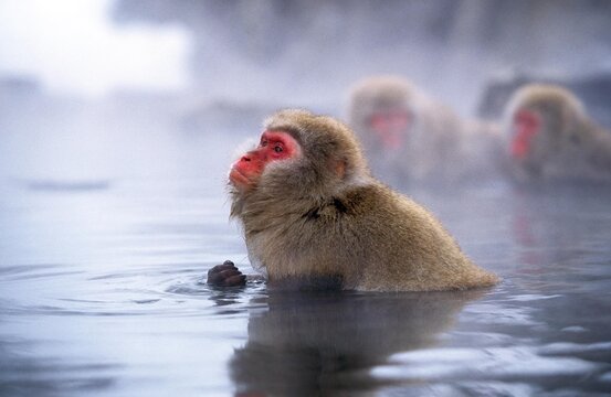 JAPANESE MACAQUE macaca fuscata, ADULT STANDING IN HOT SPRING WATER, HOKKAIDO ISLAND IN JAPAN