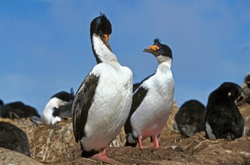 IMPERIAL CORMORANT OR KING CORMORANT phalacrocorax atriceps albiventer, COLONY IN ANTARCTICA