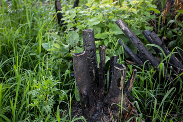 Ashes: after massive fire destruction...and the nature starts to live again