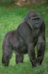 EASTERN LOWLAND GORILLA gorilla gorilla graueri, FEMALE STANDING ON GRASS