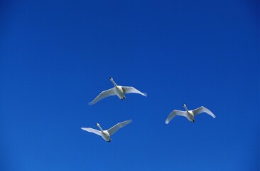 WHOOPER SWAN cygnus cygnus, ADULTS IN FLIGHT, HOKKAIDO ISLAND IN JAPAN