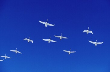 WHOOPER SWAN cygnus cygnus, ADULTS IN FLIGHT, HOKKAIDO ISLAND IN JAPAN