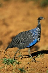 VULTURINE GUINEAFOWL acryllium vulturinum, ADULT, KENYA