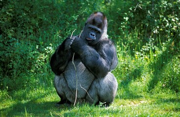 EASTERN LOWLAND GORILLA gorilla gorilla graueri, MALE SITTING ON GRASS