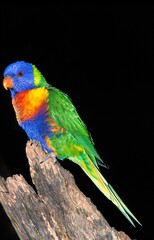 RAINBOW LORIKEET trichoglossus haematodus moluccanus, ADULT