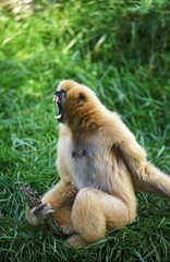 Obraz premium CONCOLOR GIBBON OR WHITE CHEEKED GIBBON hylobates concolor, FEMALE CALLING OUT
