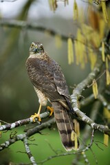 EUROPEAN SPARROWHAWK accipiter nisus, ADULT STANDING ON BRANCH