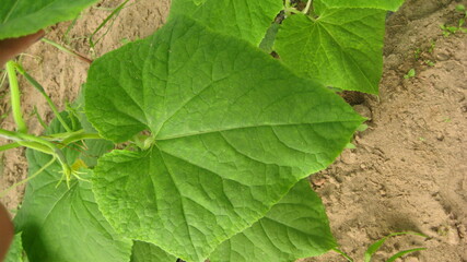Cucumber leaf (eligible for image processing )
Camera: Canon DIGITAL IXUS 75