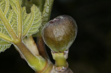 FIG TREE, CLOSE-UP OF YOUNG FRUIT