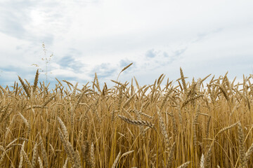 Yellow Field of wheat in the middle of Russia