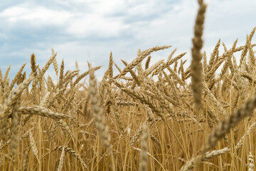 Yellow Field of wheat in the middle of Russia