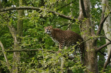 SRI LANKAN LEOPARD panthera pardus kotiya, ADULT PERCHED IN TREE, LOOKING OUT