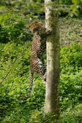 SRI LANKAN LEOPARD panthera pardus kotiya, ADULT CLIMBING TREE TRUNK