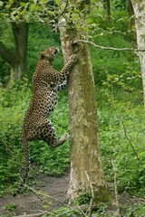 SRI LANKAN LEOPARD panthera pardus kotiya, ADULT CLIMBING TREE TRUNK